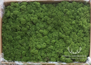 mech karton 5kg naturalny zielony