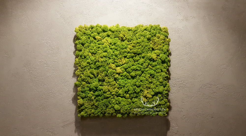 Panel mech norweski 50x50cm spring green na żywo