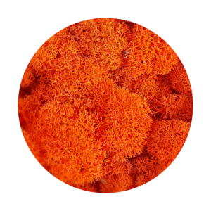 stabilizowany chrobotek fiński orange