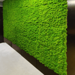 Chrobotek spring green ściana