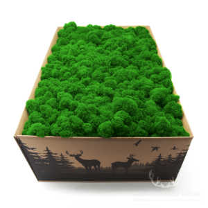 chrobotek fiński trawiasty zielony grass