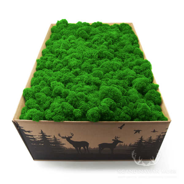 chrobotek fiński trawiasty zielony grass