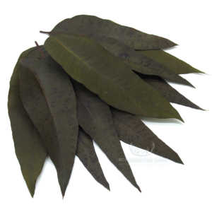 liście bluegum stabilizowane
