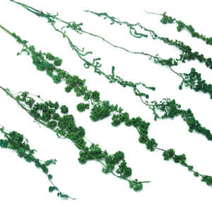 Amarantus krótki zielony